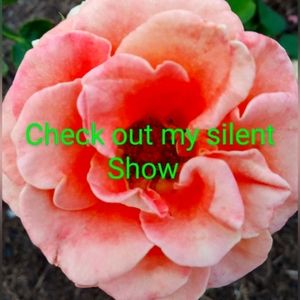 Like this listing to be notified . Silent show. Always low starts